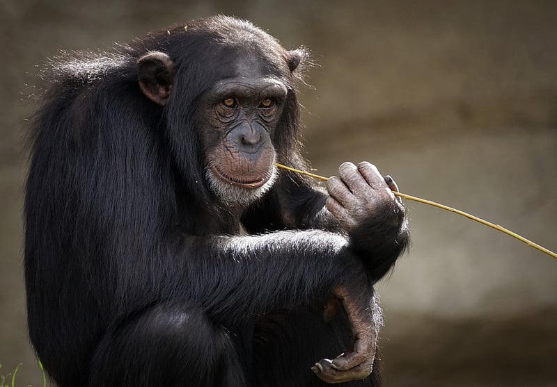 Intelligent Species Search